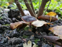 Levertraanzwam [Macrocystidia cucumis]